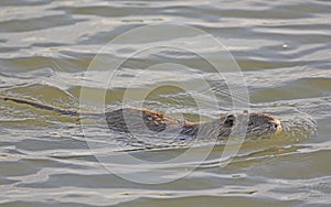 Nutria in a Wetland Pond