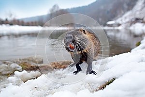 Nutria, wide angle with habitat. Nutria, Myocastor coypus, winter mouse with big tooth in the snow, near the river. Nutria with sn