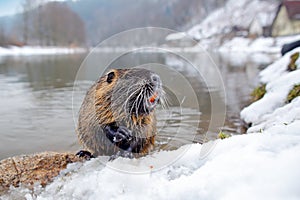 Nutria, wide angle with habitat. Nutria, Myocastor coypus, winter mouse with big tooth in the snow, near the river. Nutria with sn