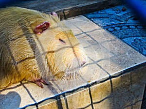 Nutria in the zoo