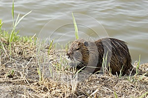 Nutria - zoom out photo