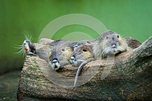 Nutrias on a log