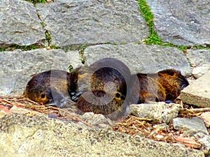 Nutrias sleeping by the river