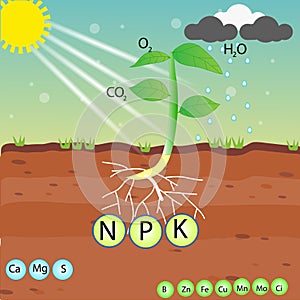 Nutrient of a plant