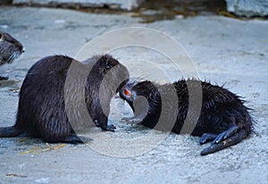 Nutrients caught playing at a zoo. outdoor photography. details.