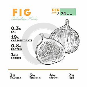 Nutrition facts of fig, hand draw sketch vector