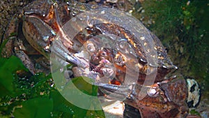 Nutrition of Green crab Carcinus aestuarii, eating another species of crab, which caught at the bottom. Black Sea