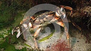 Nutrition of Green crab or Shore crab Carcinus maenas, Carcinus aestuarii.