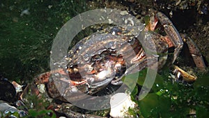 Nutrition of Green crab or Shore crab Carcinus maenas, Carcinus aestuarii, eating another species of crab