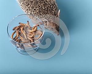 Nutrition with live protein of dwarf hedgehogs. On a blue background, a hedgehog and a bowl of mealworms