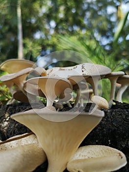 The nutritional content of the lentinus tigrinus mushroom is phenolics, flavonoids as well as antioxidants.