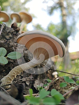 The nutritional content of the lentinus tigrinus mushroom is phenolics, flavonoids as well as antioxidants.