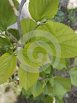 Nutritional value of mulberry leaves