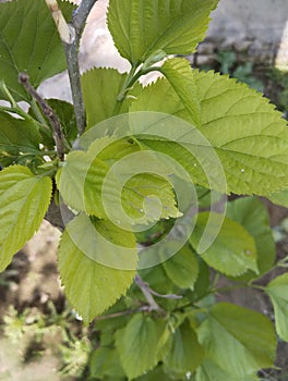 Nutritional value of mulberry leaves