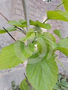 Nutritional value of mulberry leaves