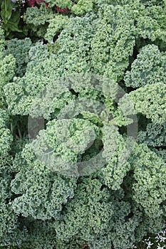 Nutritious Curly Kale