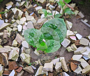 A nutritious green vegetable seedling