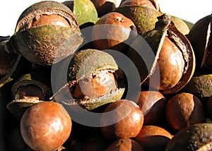 Nueces 