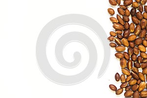 The nuts of the argan tree Argania spinosa on a white background. For the production of argan oil