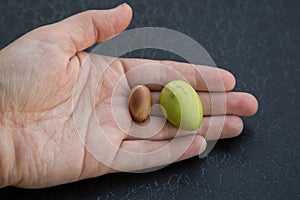 The nuts of the argan tree in hand top view close-up. Argania spinosa - Argana