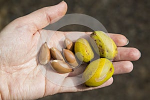 The nuts of the argan tree in hand top view close-up. Argania spinosa - Argana