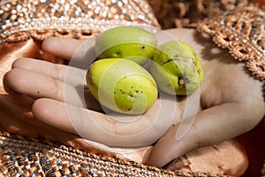 The nuts of the argan tree in hand top view close-up. Argania spinosa - Argana