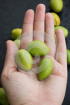 The nuts of the argan tree in hand top view close-up. Argania spinosa - Argana