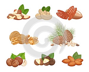 Nuts assortment: walnuts, almonds, hazelnut and other, healthy snack. Banner, vector illustration isolated on white background