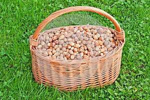 Nuts in basket. Hazelnuts in wicker hamper