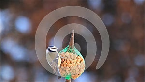 Nuts for blue tit Parus caeruleus