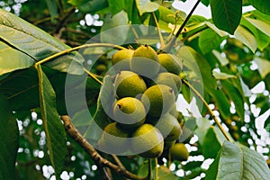 Nuts on a branch close-up. Green Tree.