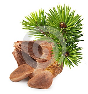 Nuts from cedar pine cone