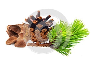 Nuts from cedar pine cone