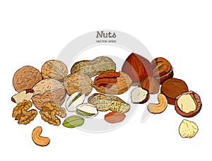 Nuts collection. Vector Hand drawn objects