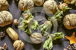 Nuts,hazelnuts with dry peduncle,acorns on black background