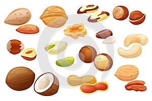 Nuts isolated on white background, set of different hazelnut, almond, peanut and pecan, vector illustration