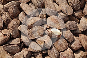 Nuts in market