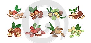 Nuts plants, fruits in shells on branches. Raw walnut, hazelnut, almond, peanut, cashew, macadamia kernels with cracked