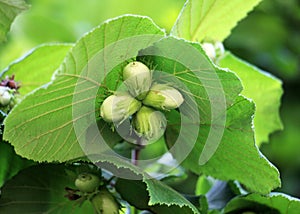 Nuts ripen on a hazel branch