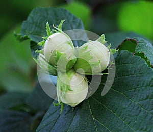 Nuts ripen on a hazel branch