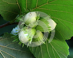 Nuts ripen on a hazel branch