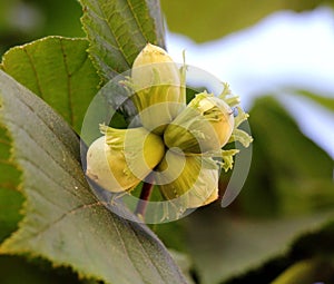 Nuts ripen on a hazel branch