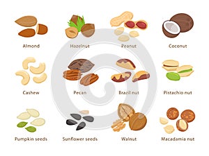 Nuts and seeds in flat design vector set of illustrations. Collection of nuts, seeds icons, infographic elements