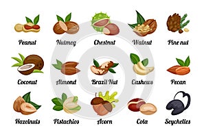 Nuts and seeds. Peanut and hazelnut, coconut and pistachio, food icons for snack logo, raw health plant and nutrition