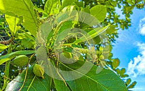 Nuts seeds on tropical tree Terminalia catappa sea almond Mexico