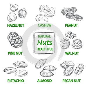 Nuts set. Hand drawn vintage illustration. Natural and healthful