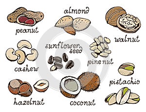 Nuts set vector set, various nuts hand drawn illustration