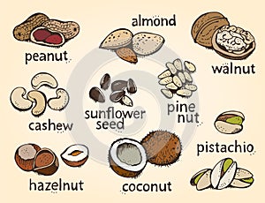 Nuts set vector set, various nuts hand drawn illustration