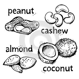 Nuts set vector set, various nuts hand drawn illustration