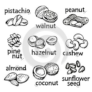 Nuts set vector set, various nuts hand drawn illustration